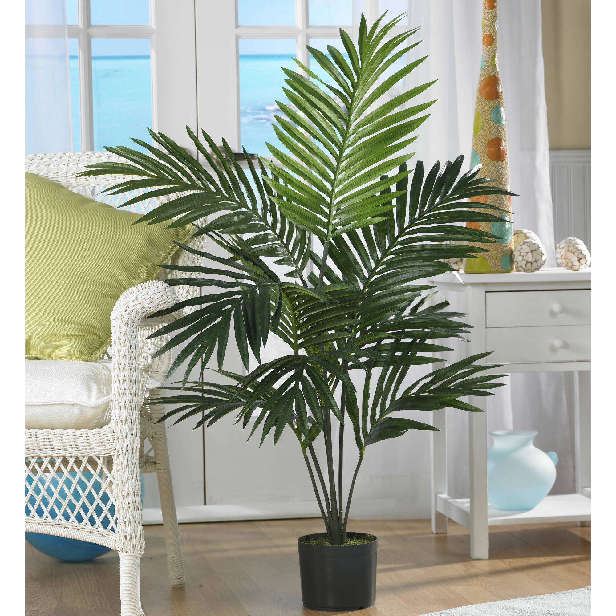 5ft. Potted Kentia Palm Tree